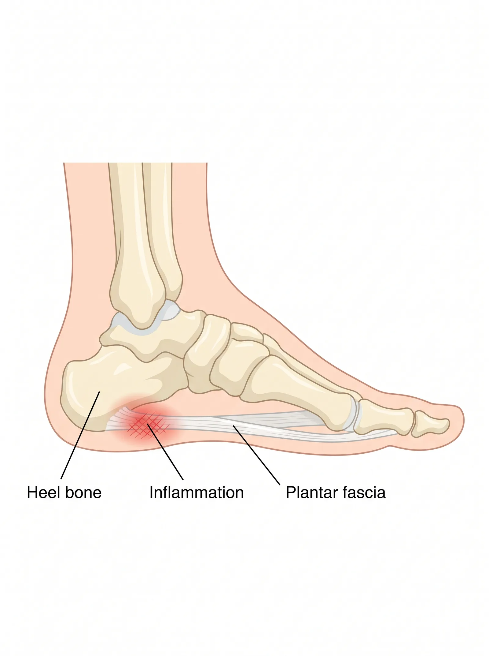 Foot and ankle anatomy